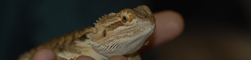 How to hold a bearded dragon