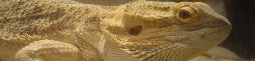 Bearded dragon: Force-feeding 