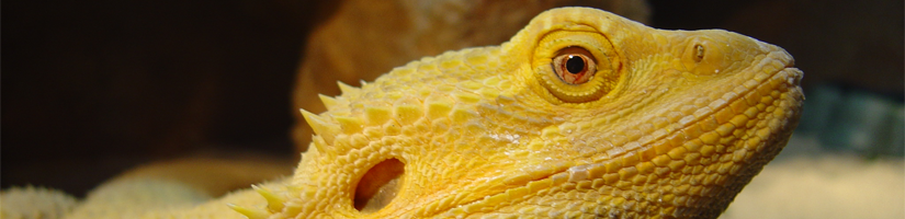 Maintenance bearded dragons