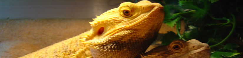 Pogona Vitticeps / Bearded Dragon