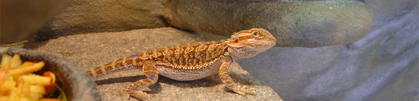 Bearded dragon> Feeding List