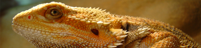 Bearded dragon / Pogona Vitticeps