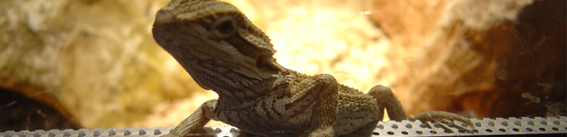 Ventilation in the terrarium of a bearded dragon