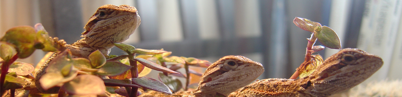 Bearded dragon> Callisia Repens