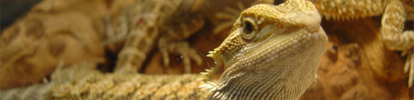 Origin of the bearded dragon