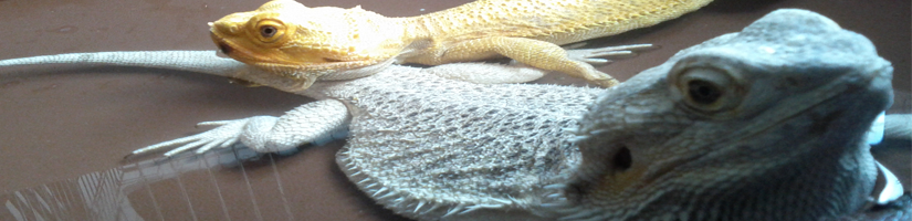 Health care Bearded Dragon: Dehydration 