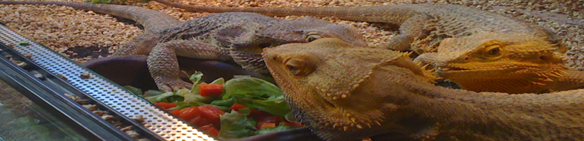 Bearded dragon: Plant diet