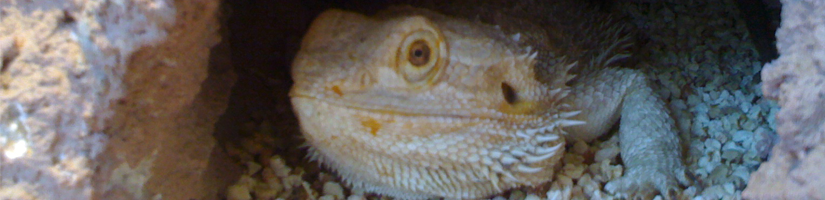 Winter dormancy bearded dragon