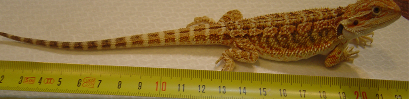 Grow schedule Bearded Dragon 