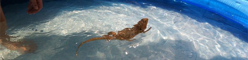 Can bearded dragons swim?