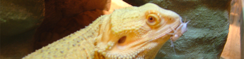 Bearded dragon: Food supplements