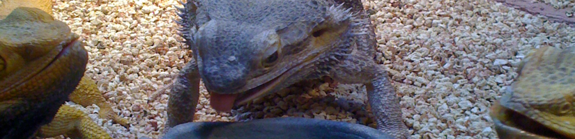 Bearded dragon: Nutrition