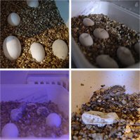 The eggs of a Bearded Dragon