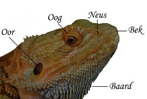 The head/beard off a bearded dragon