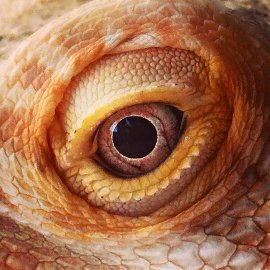 The eye of a bearded dragon