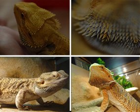 Bearded dragon: Spines / Horns